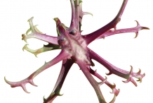 Devil's-claw-fruit