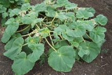 Devil's-claw-leaves