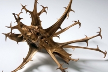 Devil's-claw-seed-pod