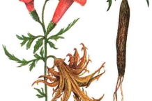 Illustration-of-Devil's-claw