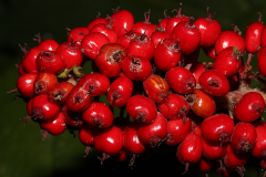 Closer-view-of-berries-of-Devils-club