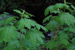 Devils-club-Plant-growing-wild