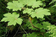 Devils-club-plant
