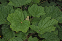 Leaves-of-Devils-club