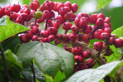 Mature-fruits-of-Devils-club