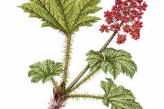 Plant-Illustration-of-Devils-club