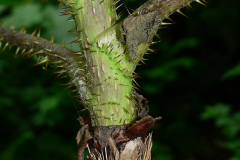 Spines-on-the-stem-of-Devils-club