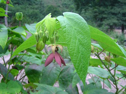 Devil's-cotton-ovate-shaped-leaves