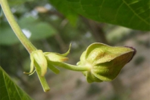 Devil's-cotton-bud
