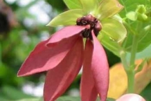 Devil's-cotton-close-up-flowers