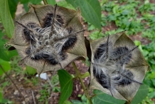Devil's-cotton-fruit