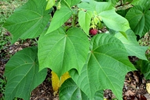 Devil's-cotton-heart-shaped-leaves