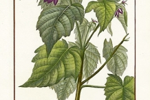 Devil's-cotton-illustration