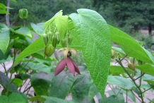 Devil's-cotton-ovate-shaped-leaves