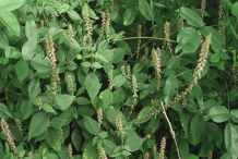 Devil's-Horsewhip-Plant-growing-wild