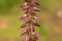 Fruit-of-Devil's-Horsewhip