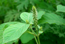 Leaves-of-Devil's-Horsewhip