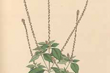 Plant-Illustration-of-Devil's-Horsewhip