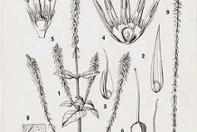 Sketch-of-Devil's-Horsewhip