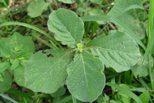 Small-Devil's-Horsewhip-Plant