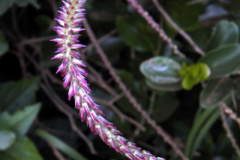 Flower-of-Devil's-Horsewhip