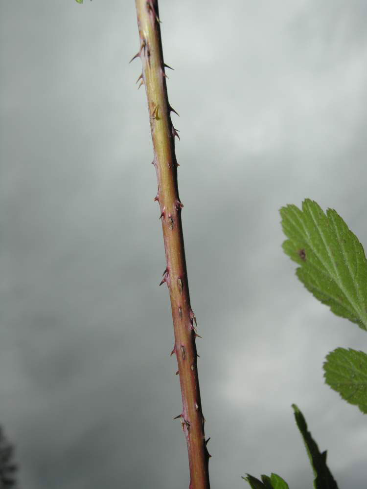 Dewberry-Stem-with-spines