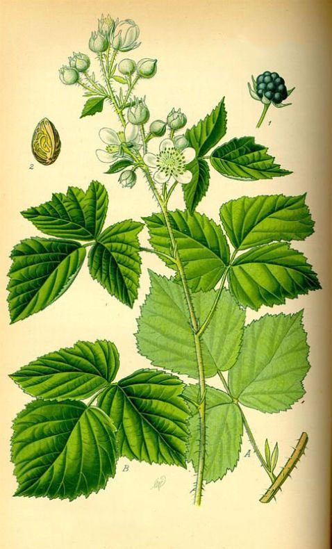 Plant-Illustration-of-Dewberry