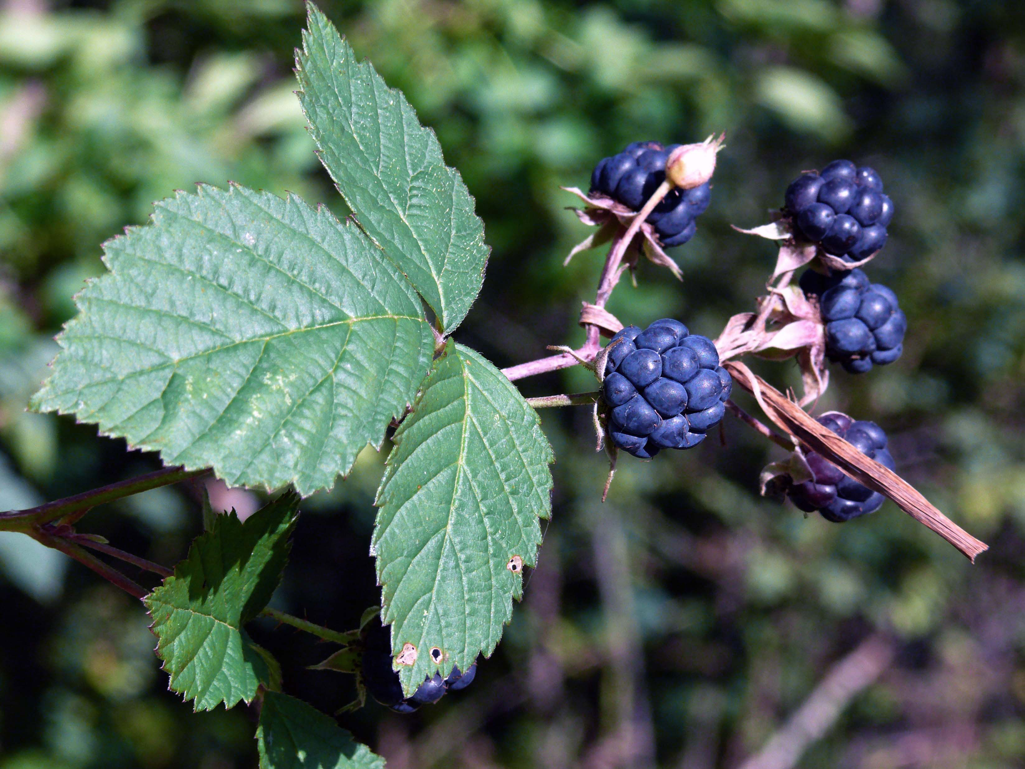 Ripe-Dewberry-fruits-on-the-plant