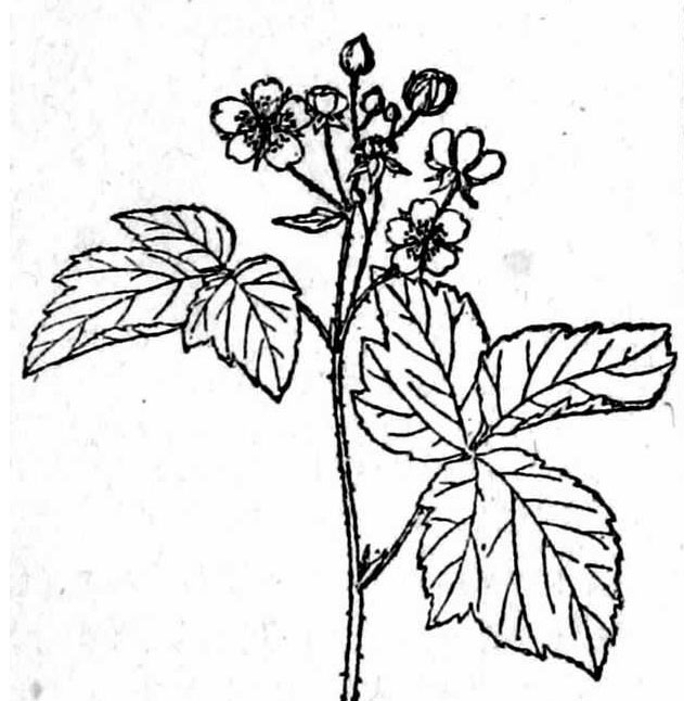 Sketch-of-Dewberry