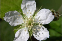 Closer-view-of-flower-of-Dewberry
