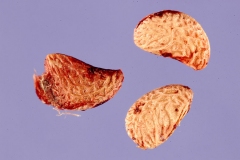 Dewberry-Seeds