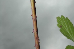Dewberry-Stem-with-spines