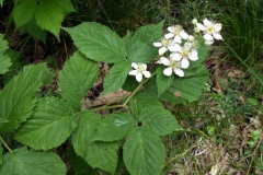 Dewberry-plant-growing-wild
