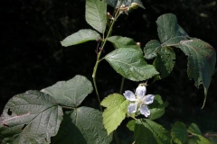 Dewberry-plant