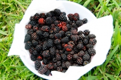 Dewberry