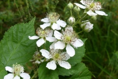 Flower-of-Dewberry