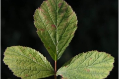 Leaves-of-Dewberry