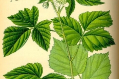 Plant-Illustration-of-Dewberry