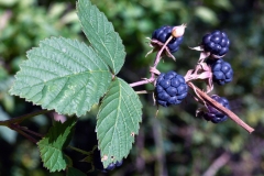 Ripe-Dewberry-fruits-on-the-plant