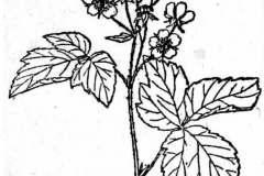 Sketch-of-Dewberry