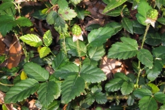 Unripe-Dewberry-fruits-on-the-plant