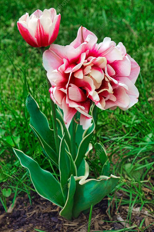 Didiers-tulip-plant