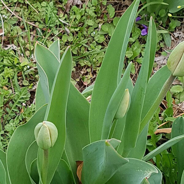 Leaves-of-Didiers-tulip