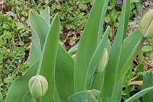 Leaves-of-Didiers-tulip