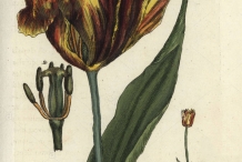 Plant-Illustration-of-Didiers-tulip