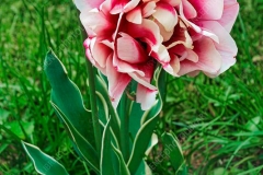 Didiers-tulip-plant