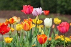 Different-varieties-of-Didiers-tulip