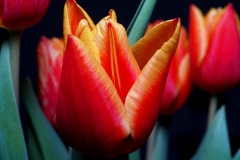 Flower-of-Didiers-tulip