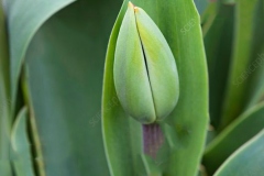Flowering-buds-of-Didiers-tulip