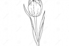 Sketch-of-Didiers-tulip